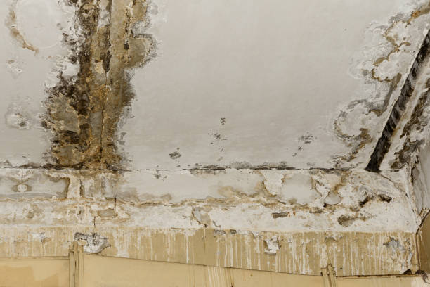 Best Water Damage & Mold Remediation  in Ambler, PA