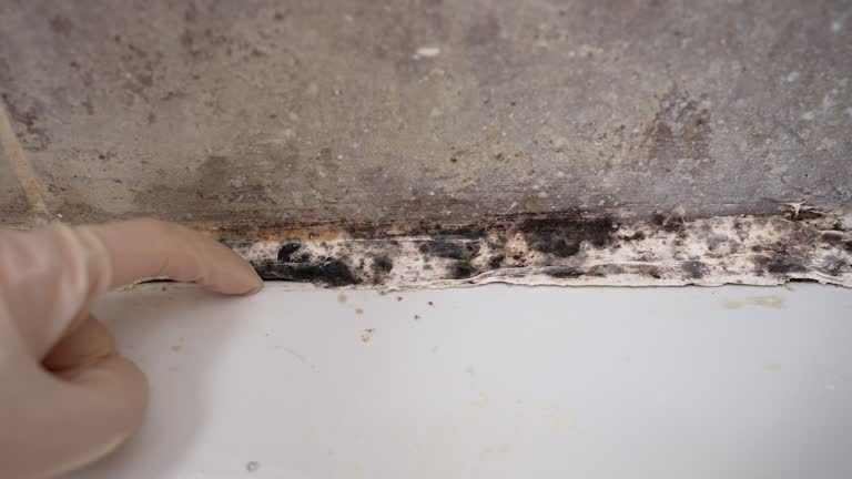 Best Environmental Consulting for Mold Prevention  in Ambler, PA